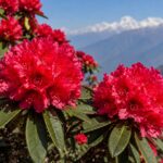 बुरांश का फूल