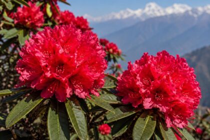बुरांश का फूल