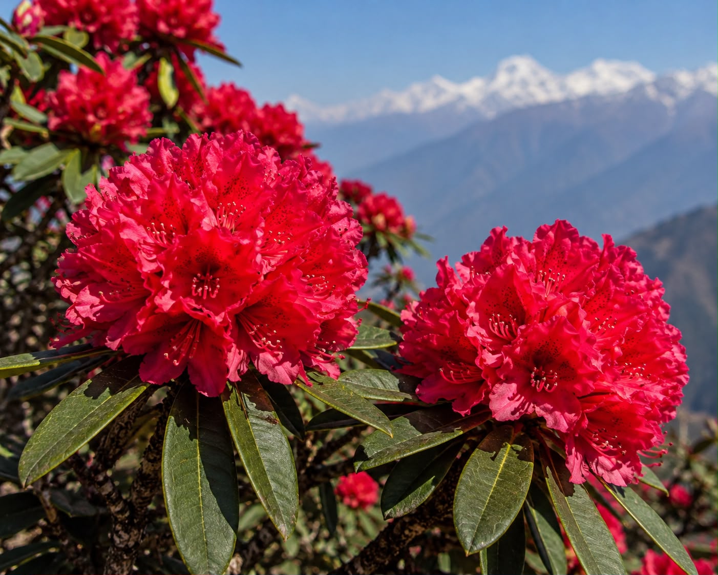 बुरांश का फूल